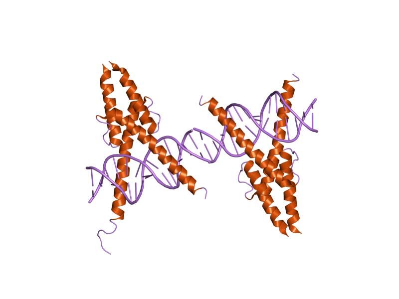 File:PDB 1mdy EBI.jpg