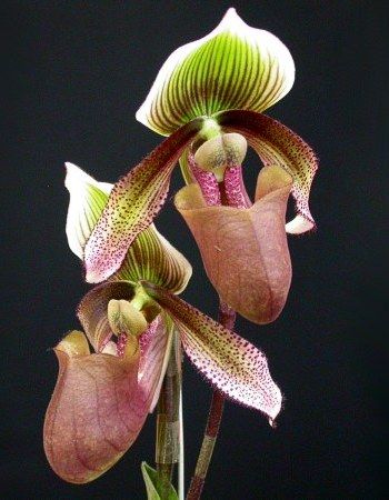 File:Paphiopedilum superbiens.jpg