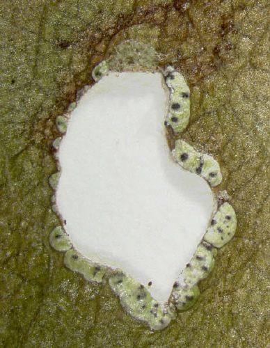 File:Strigula sp. (poss. Strigula elegans) (5824734683).jpg