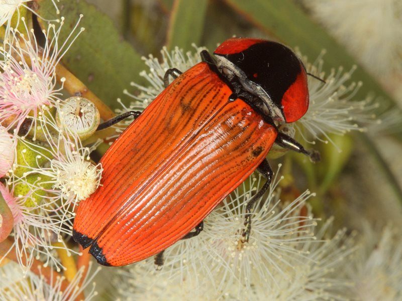 File:Temognatha sanguiniventris.jpg