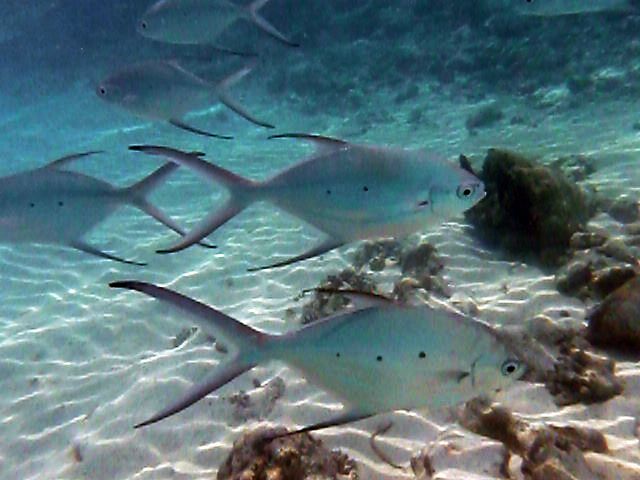 File:Trachinotus bailloni Maldives1.jpg