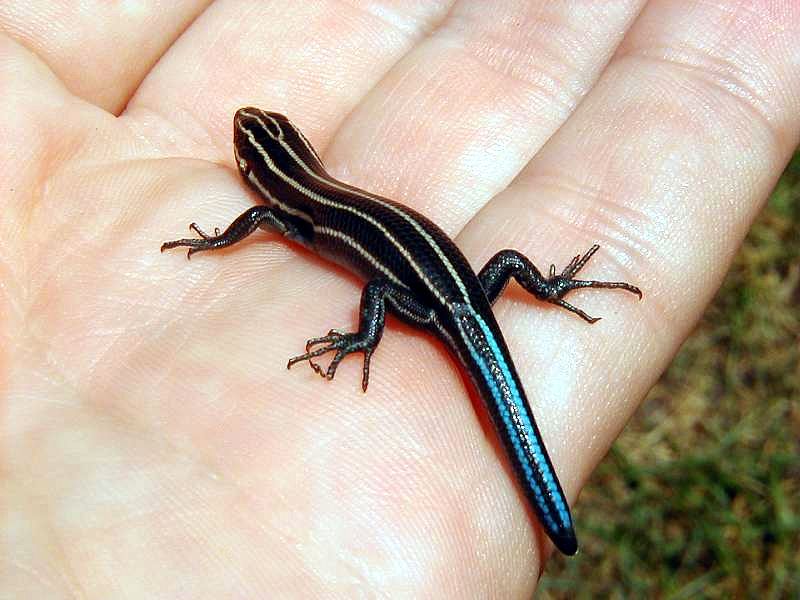 File:5Lined-Skink.jpg