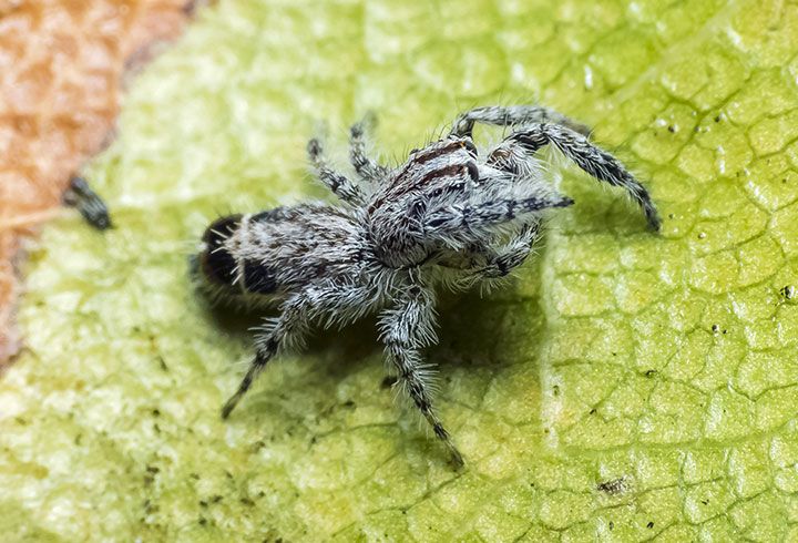 File:Abracadabrella elegans facing right, Townsville QLD 2012.jpg