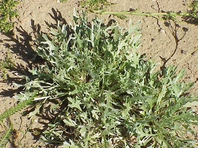 File:Achillea clavenae0.jpg