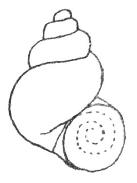 File:Bithynia leachii drawing.jpg