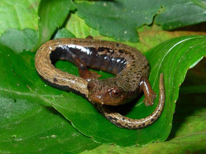 File:Bolitoglossa vallecula01.jpg