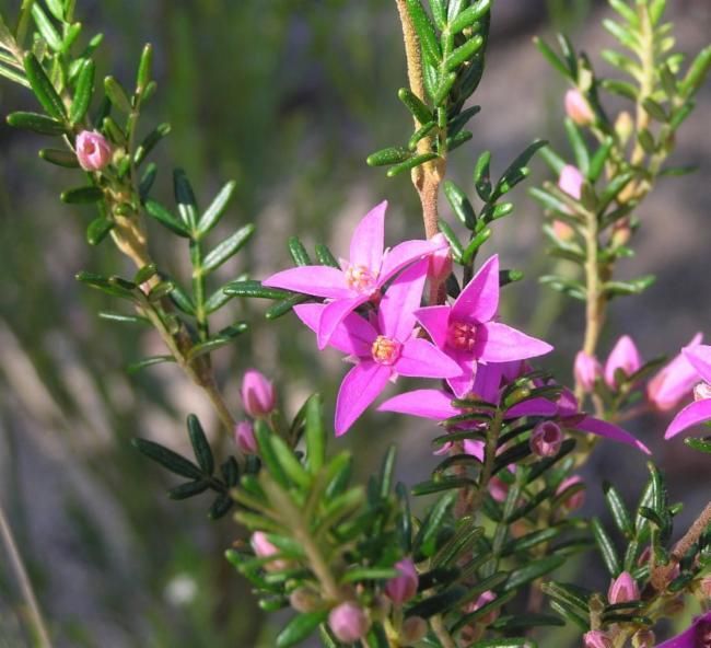 File:Boronia granitica.jpg