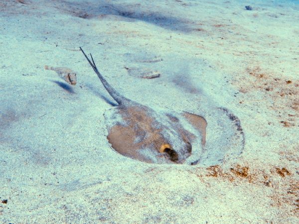 File:Common stingray tenerife.jpg