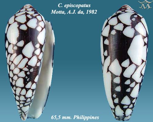 File:Conus episcopatus 6.jpg