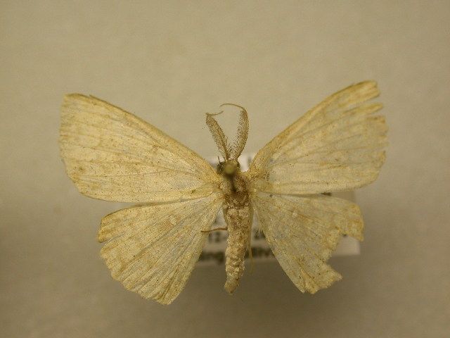 File:Cyclophora urcearia2.JPG