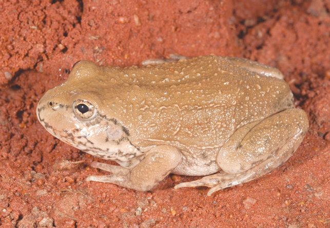 File:Cyclorana occidentalis, male, lateral view.png