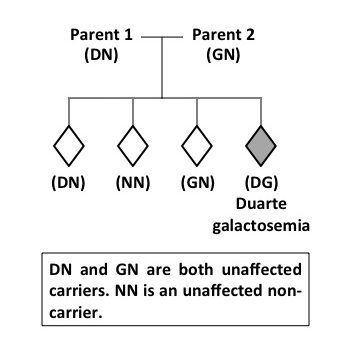 File:DG autosomal recessive cropped.jpeg