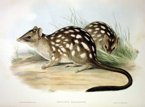 File:Dasyurus hallucatus - Gould.jpg