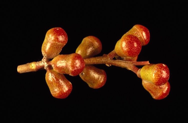 File:Eucalyptus merrickiae buds.jpg