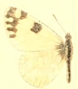 File:Euchloe creusa.JPG