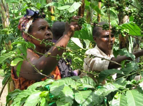 File:Female farmer benefits from agricultural training (6594883811).jpg