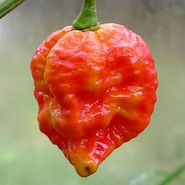 File:Infinity-Chilli-Pepper.jpg