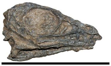 File:Limusaurus skull.jpg