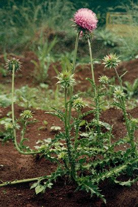 File:Musk thistle.jpg