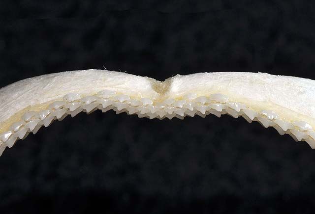 File:Mustelus henlei upper teeth.jpg