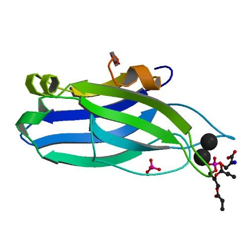 File:PBB Protein PRKCA image.jpg