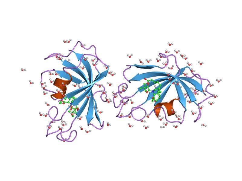 File:PDB 1fki EBI.jpg