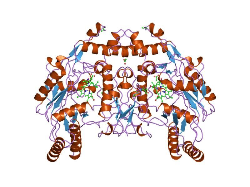 File:PDB 1nse EBI.jpg