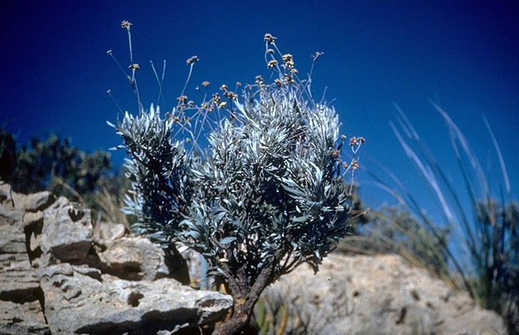 File:Parthenium argentatum (USDA).jpg