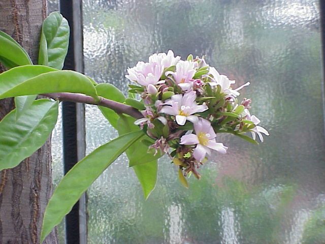 File:Pereskia grandifolia3.jpg