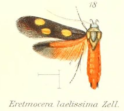 File:Pl.2-13- Eretmocera laetissima Zeller, 1852.JPG