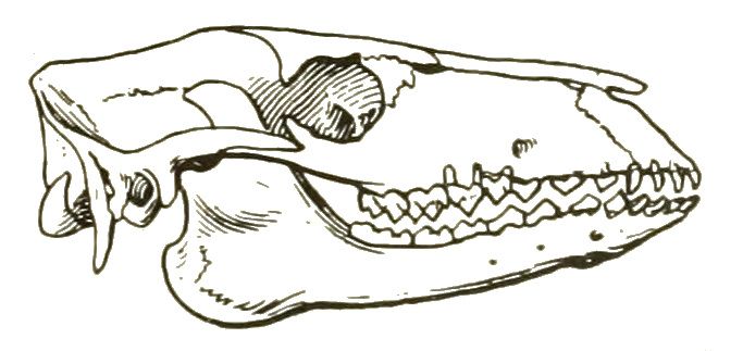 File:Protylopus petersoni skull.jpg