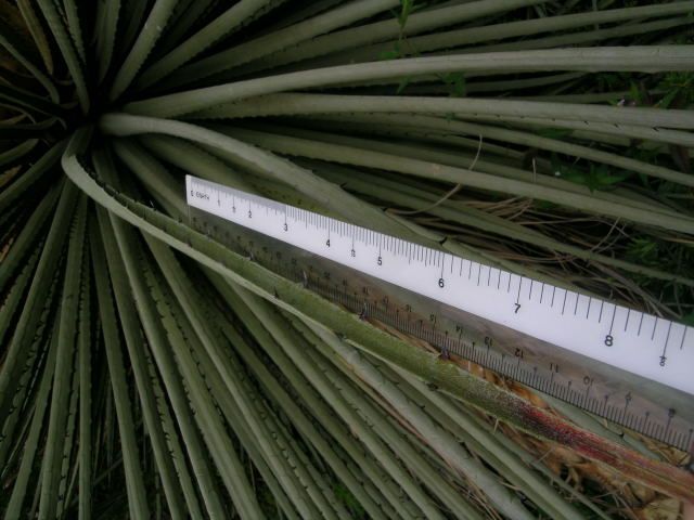 File:Puya raimondii.jpg