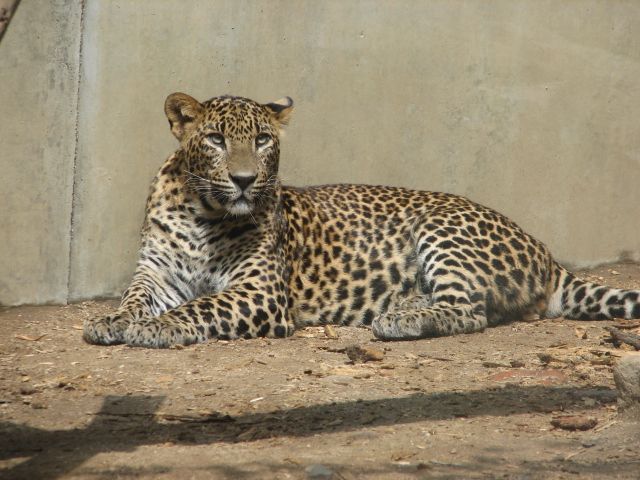 File:SriLankaLeopard-ZOO-Jihlava.jpg