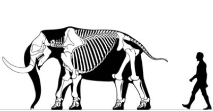 File:Stegomastodon skeletal.png