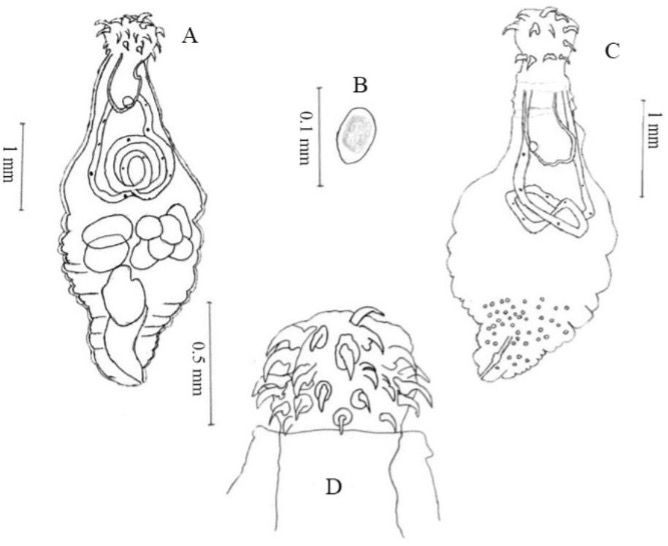 File:Structures of Oncicola Worm Species.jpg