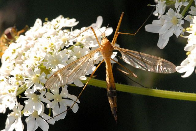 File:Tipula.stigmatella2.-.lindsey.jpg