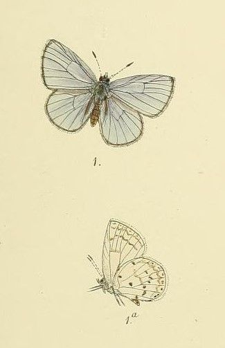 File:Udara singalensis Frederic Moore.jpg