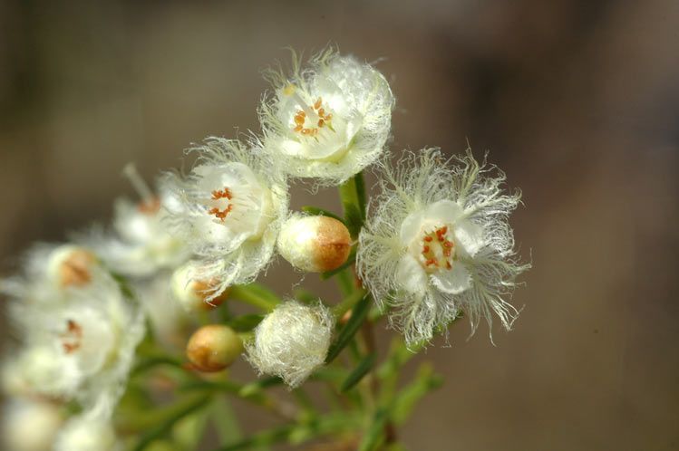 File:Verticordia cunninghamii.jpg