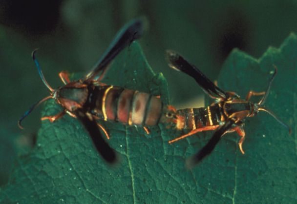 File:Vitacea polistiformis mating.jpg