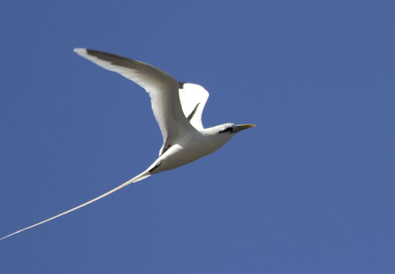 File:White tailed tropicbird.jpg