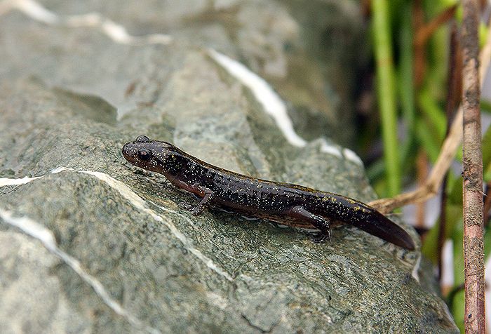 File:Ambystoma macrodactylum croceum.jpg