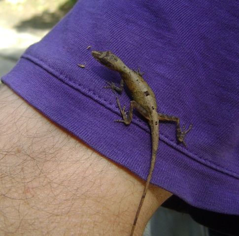 File:Anolis Alutaceus female.JPG