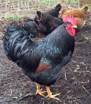 File:Barnevelder Cock.png