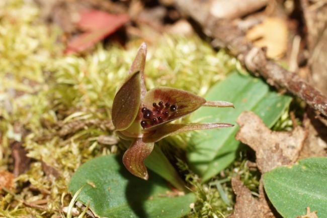 File:Chiloglottis grammata.jpg