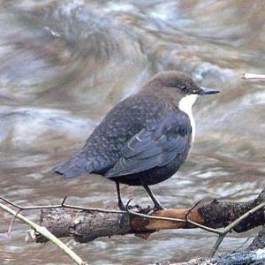 File:Cinclus cinclus -Scotland-4-4c.jpg