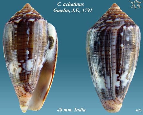 File:Conus achatinus 2.jpg