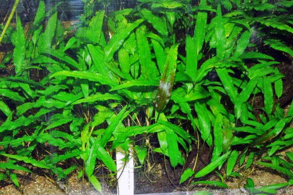 File:Cryptocoryne wendtii.JPG