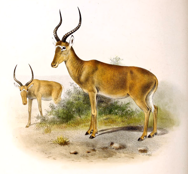 File:Damaliscus hunteri The book of antelopes (1894).png