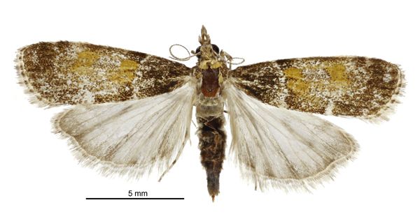 File:Eudonia thyridias female.jpg