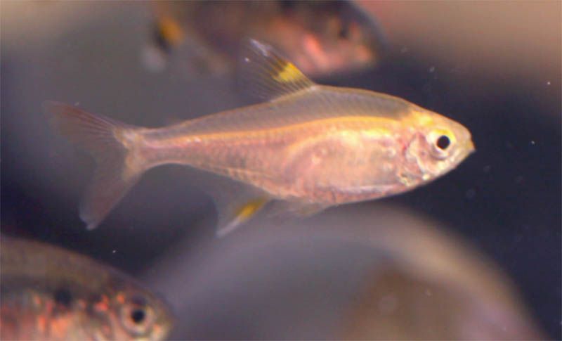 File:Golden pristella tetra 1.jpg